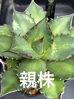 カキコ アガベ チタノタ FO-076のサムネイル