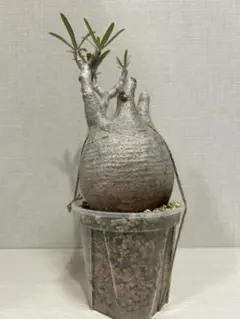 SALE パキポディウム グラキリス　現地球発根済141 パキポディウム グラキリス【L】現地球/発根済 PGL-12 | Laule'a