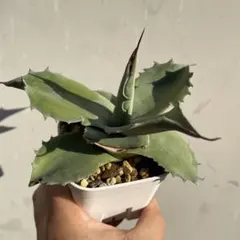 2025年最新】オバティフォリア ドワーフの人気アイテム - メルカリ