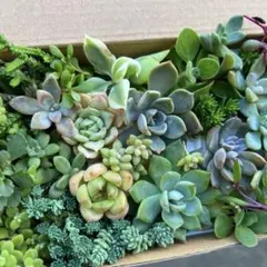 多肉植物 寄せ植えセット カット苗 エケベリア セダム