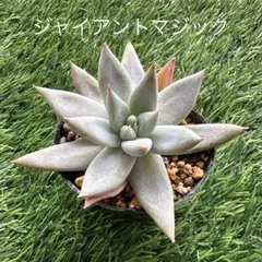 【ジャイアントマジック】　多肉植物 エケベリアのサムネイル