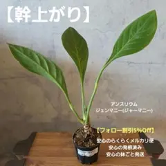 スミス様 アンスリウム インシグネ - メルカリ