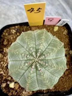 安心セレクト様 リクエスト 2点 まとめ商品