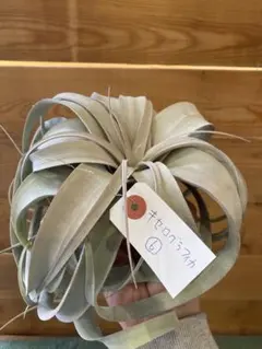 ケイティ・シダ植物園様 リクエスト 2点 まとめ商品