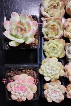 zorome様 リクエスト 6点 まとめ商品