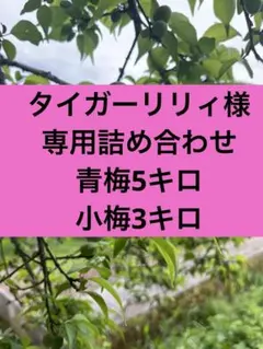 タイガーリリィ様専用詰め合わせ5月中旬以降発送　山梨県産
