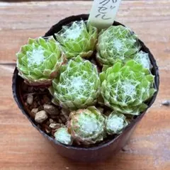 130 Arctic White センペルビウム 多肉植物 抜き苗 ¥390 - メルカリ