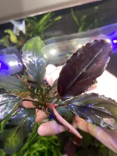 2026年最新】bucephalandra sp blueの人気アイテム - メルカリ