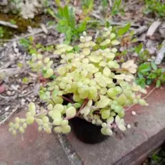 猫のしっぽ様 リクエスト 3点 まとめ商品