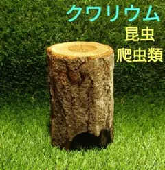 2026年最新】昆虫用止まり木・インセクトシェルターの人気アイテム