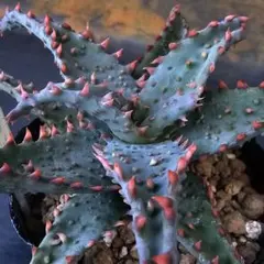 2025年最新】ロウルサンコ アロエの人気アイテム - メルカリ