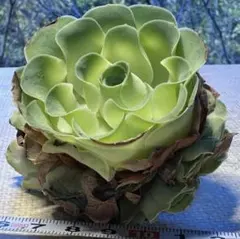 2025年最新】アエオニウムの人気アイテム - メルカリ