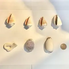 天然貝殻＋市販サンゴセット｜ハンドメイド・インテリア素材