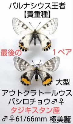 【ペア購入できます】パルナシウス・イノピナツ（1メス、アフガニスタン） 2026年最新】パルナシウスの人気アイテム - メルカリ