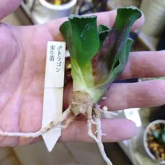 ハオルチア ドラゴン ♂実生苗のサムネイル