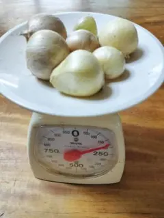 ジャンボニンニク150g　食用に、苗用に　元気な株のサムネイル