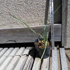 ユッカ ロストラータ 抜き苗 根付き 現品 多肉植物 ドライガーデン
