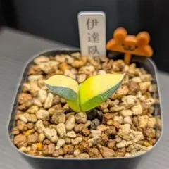 2026年最新】ガステリア 臥牛の人気アイテム - メルカリ