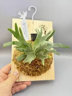 ② ビカクシダ OMG sp 2025年最新】ビカクシダOMGの人気アイテム - メルカリ