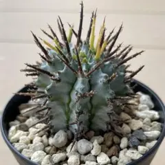 ☆激白☆関上ホリダ　ホリダ　幅6cm ゼブラホリダ　オベサ ☆激白☆関上ホリダ ホリダ 幅6cm ゼブラホリダ オベサ ☆激白