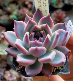 2026年最新】miya苗の人気アイテム - メルカリ