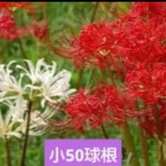 ししゃも様 リクエスト 2点 まとめ商品