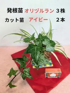 wako-penguin.様 リクエスト 2点 まとめ商品