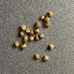 2026年最新】ブラータ ギガスの人気アイテム - メルカリ