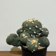 超希少　葵大連青磁牡丹　継ぎ 超希少 葵大連青磁牡丹 継ぎ - メルカリ