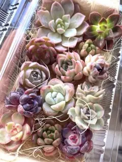 現品のみ❣️チビ苗詰め合わせセット❣️多肉 韓国苗 寄せ植え カット苗