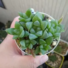 3匹のこぶた様 リクエスト 2点 まとめ商品