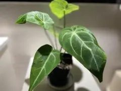 2025年最新】レアアンスリウムの人気アイテム - メルカリ