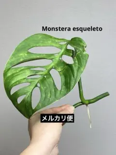 2026年最新】monstera esqueletoの人気アイテム - メルカリ