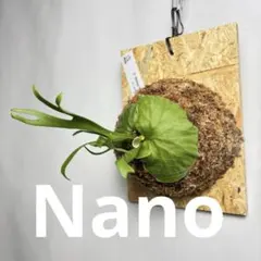 大株】P. Ridleyi Nano (TC) 【57】 - メルカリ
