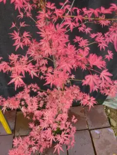 ②希少斑入りもみじ テイラー4号鉢全長90cm &紅獅子5号鉢ドワーフタイプ ②希少斑入りもみじ テイラー4号鉢全長90cm &紅獅子5号鉢