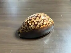 2026年最新】タカラガイ標本の人気アイテム - メルカリ