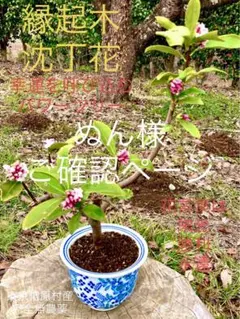 ♡ぬん様専用ページ♡