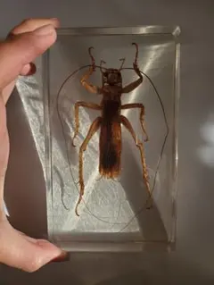 2026年最新】コロギスの人気アイテム - メルカリ