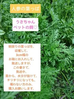 人参の葉っぱ、カットした葉、♡包装、お箱代込み、のサムネイル