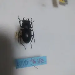 大型ヒゲブトオサムシ 標本 昆虫標本 - メルカリ
