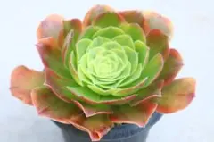 ♡アエオニウム【悪魔の目 Devil's Eye】カット苗♡多肉植物 - メルカリ