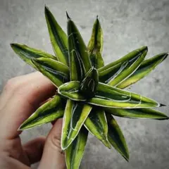 2026年最新】アガベ氷山の人気アイテム - メルカリ