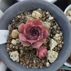 2026年最新】SEmpervivumの人気アイテム - メルカリ