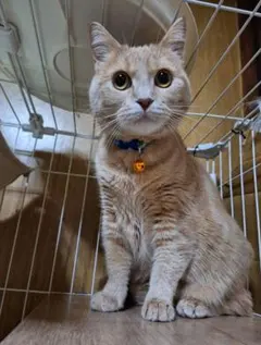 Item thumbnail for item e4f2b8b2-3d66-4fe8-acfc-74820a7a1679