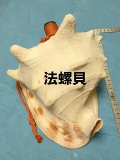 法螺貝 ほら貝 ホラガイ 山伏 密教 熊よけ - メルカリ