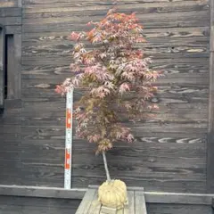 ベニシダレモミジ 紅枝垂れ紅葉 10号 2 - メルカリ