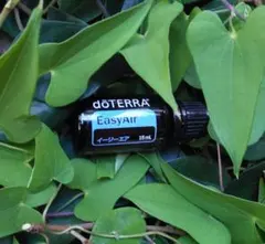 2026年最新】ドテラ イージーエアの人気アイテム - メルカリ