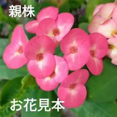 大輪ハナキリン 37cmほどの抜き苗のサムネイル