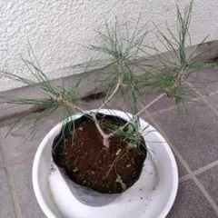 にこにゃん⭐様 リクエスト 3点 まとめ商品