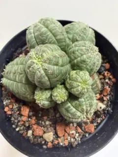 ユーフォルビア バリダ モンスト（群生株）鉢植え コーデックス 多肉植物 ユーフォルビア バリダ モンスト（群生株）鉢植え コーデックス 多肉